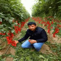 500 Ml Turkuvaz Bat Power Organik Sıvı Yarasa Gübresi (KONSANTRE)